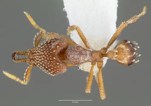 Strumigenys ultromalyx specimen