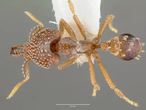 Strumigenys ultromalyx - CASENT0005658