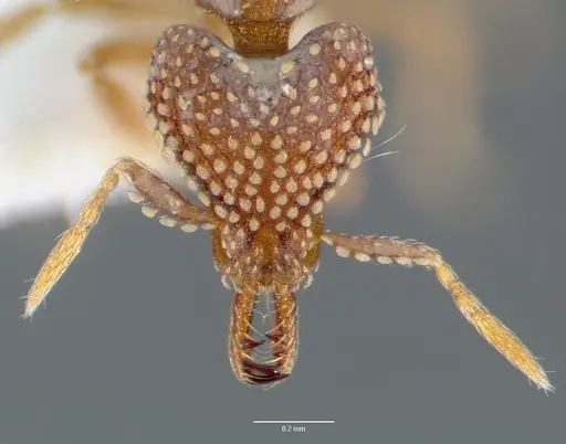 Strumigenys ultromalyx - CASENT0005658