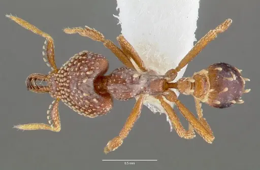 Strumigenys ultromalyx - CASENT0005659