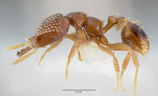 Strumigenys ultromalyx - CASENT0005659