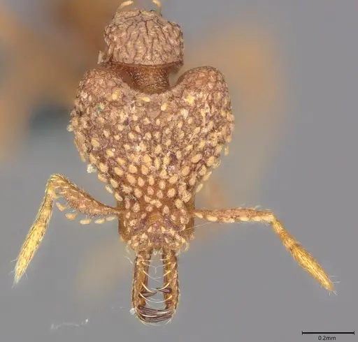 Strumigenys ultromalyx - CASENT0358222