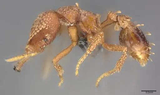 Strumigenys ultromalyx - CASENT0358222