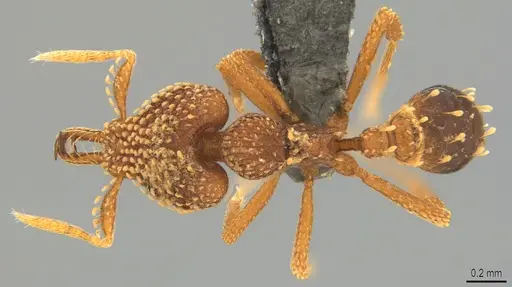 Strumigenys ultromalyx - CASENT0358224