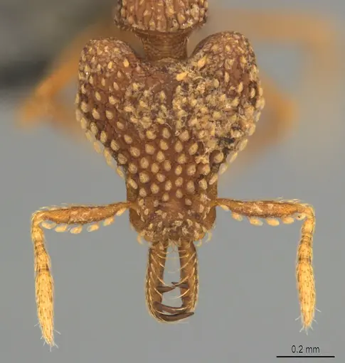 Strumigenys ultromalyx - CASENT0358224