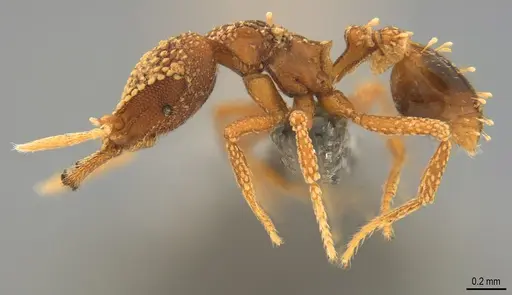 Strumigenys ultromalyx - CASENT0358224