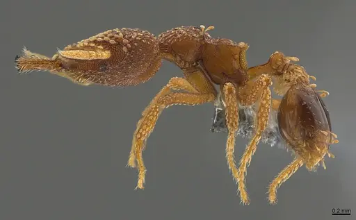 Strumigenys ultromalyx - CASENT0358285