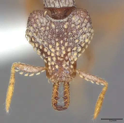 Strumigenys ultromalyx - CASENT0845090
