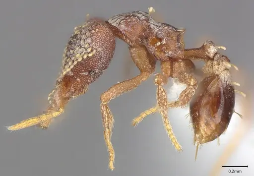 Strumigenys ultromalyx - CASENT0845090