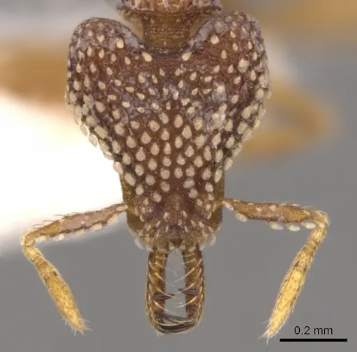 Strumigenys ultromalyx - CASENT0900634
