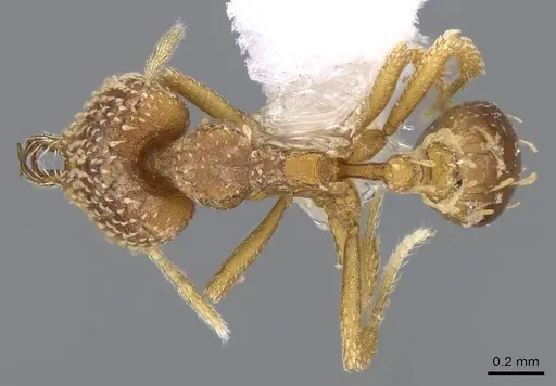 Strumigenys ultromalyx - CASENT0914778