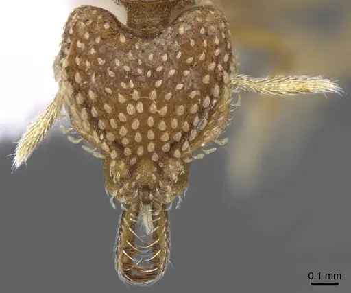 Strumigenys ultromalyx - CASENT0914778