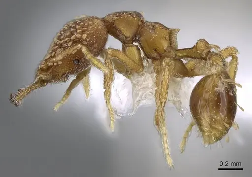 Strumigenys ultromalyx - CASENT0914778