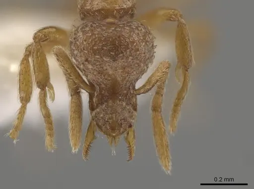 Strumigenys umboceps specimen