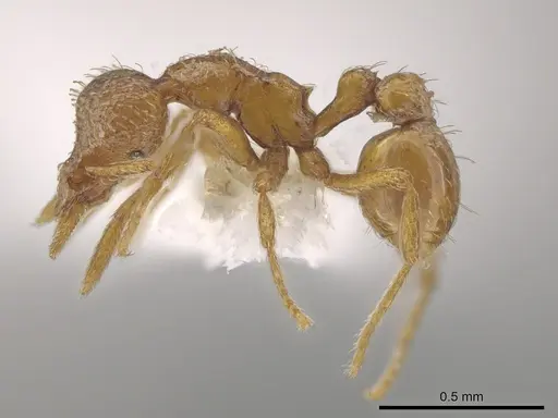 Strumigenys umboceps specimen