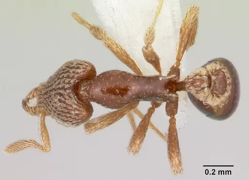 Strumigenys undras specimen