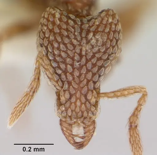 Strumigenys undras specimen