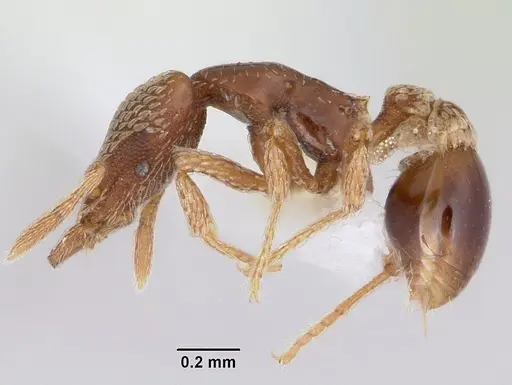 Strumigenys undras specimen