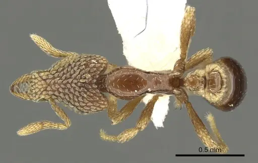 Strumigenys undras - CASENT0900855