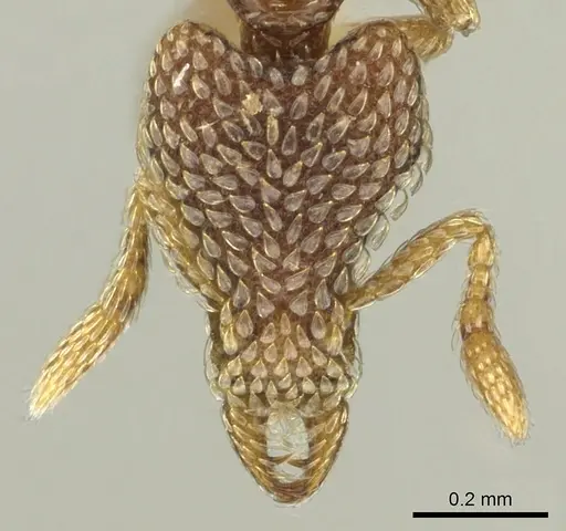 Strumigenys undras - CASENT0900855