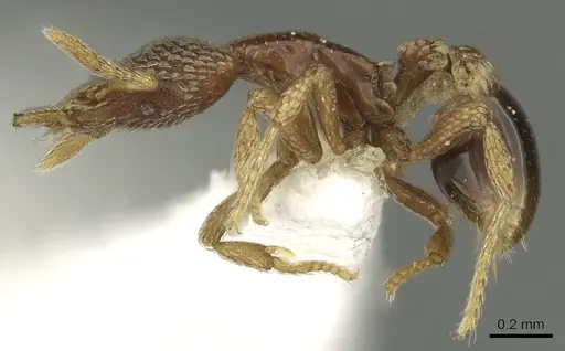 Strumigenys undras - CASENT0900855