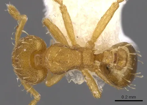 Strumigenys urrhobia specimen