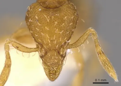 Strumigenys urrhobia specimen