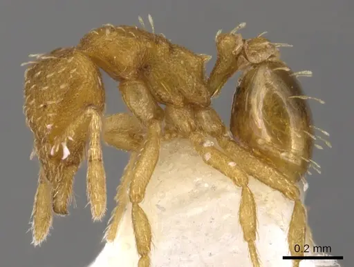 Strumigenys urrhobia specimen