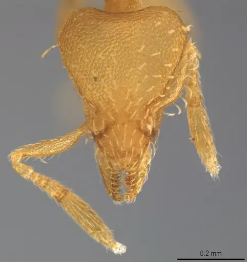 Strumigenys urrhobia - CASENT4036186