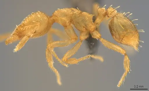 Strumigenys urrhobia - CASENT4036186