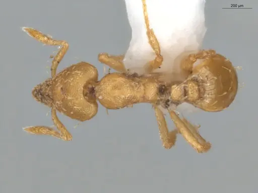 Strumigenys urrhobia - ECOFOG-CGR20-0040-05