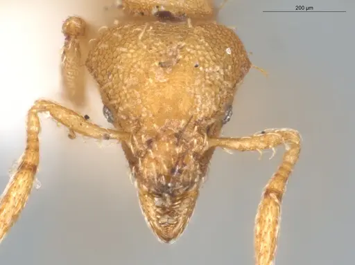 Strumigenys urrhobia - ECOFOG-CGR20-0040-05