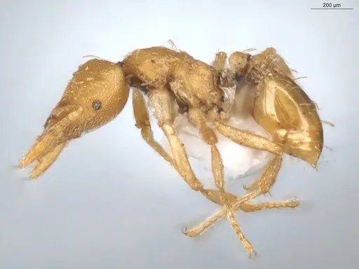 Strumigenys urrhobia - ECOFOG-CGR20-0040-05