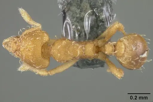 Strumigenys urrhobia - USNMENT01124316