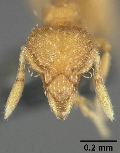 Strumigenys urrhobia - USNMENT01124316