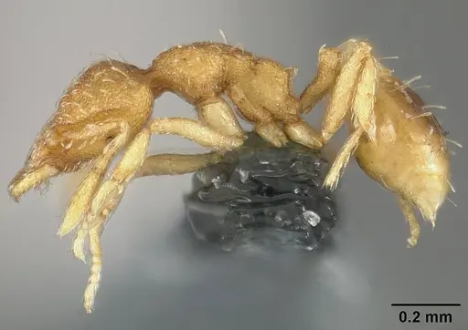 Strumigenys urrhobia - USNMENT01124316