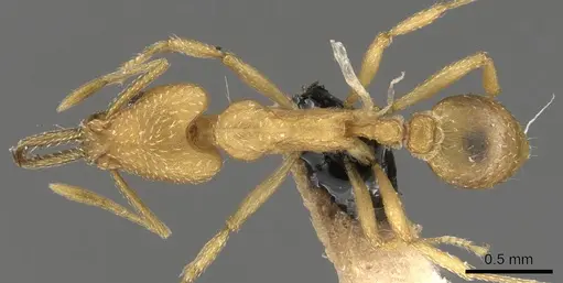 Strumigenys usbensis specimen