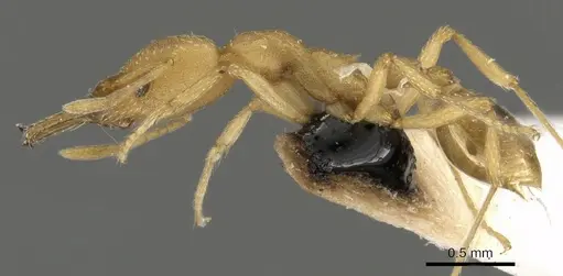 Strumigenys usbensis specimen