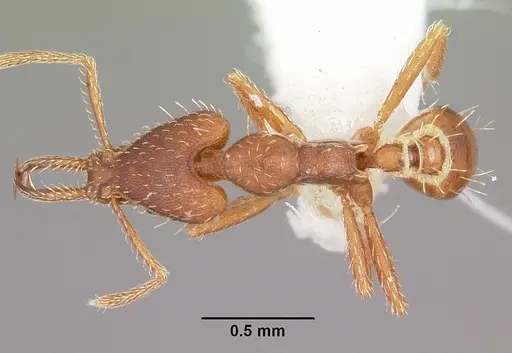 Strumigenys valefor specimen