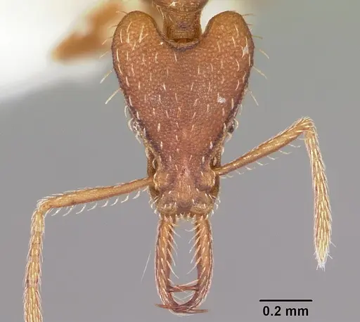 Strumigenys valefor specimen