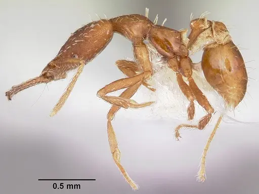Strumigenys valefor specimen