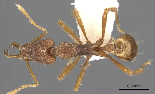 Strumigenys varanga specimen