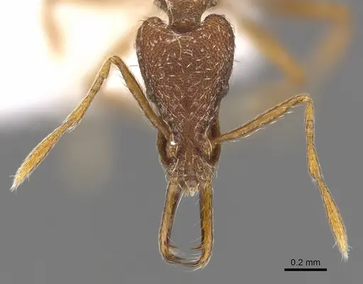 Strumigenys varanga specimen