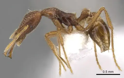 Strumigenys varanga specimen