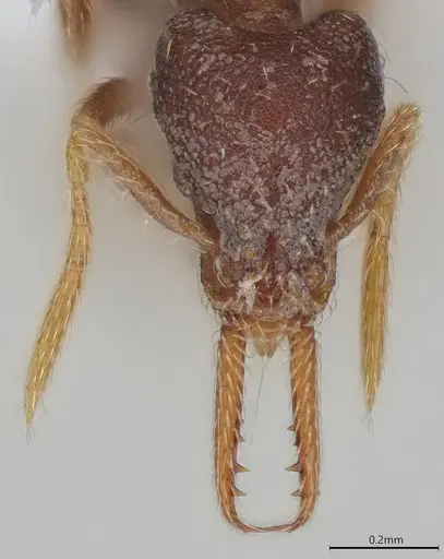 Strumigenys vartana specimen