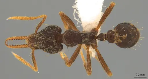 Strumigenys vartana - CASENT0423563