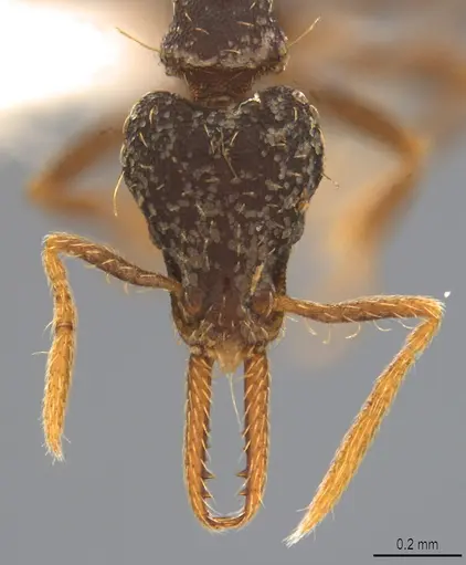 Strumigenys vartana - CASENT0423563