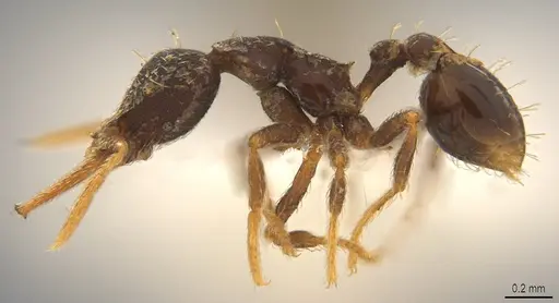 Strumigenys vartana - CASENT0423563