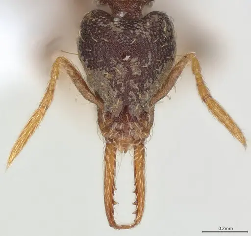 Strumigenys vartana - CASENT0423574