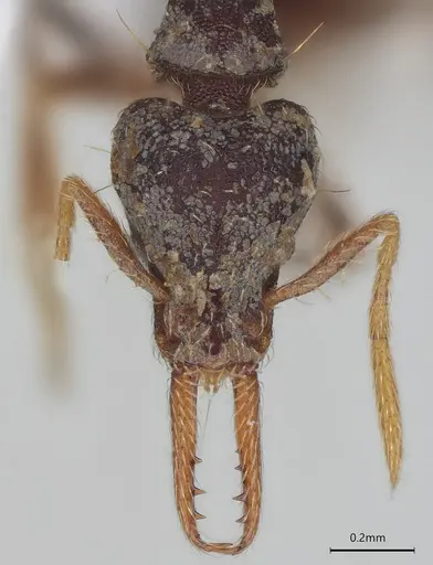 Strumigenys vartana - CASENT0423578